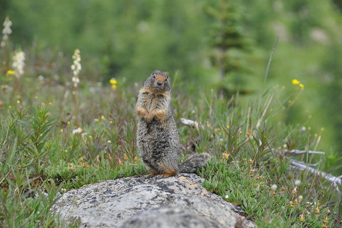 Sunshine Meadows Vistas - Guided Hike (Easy) - Pricing and Cancellation