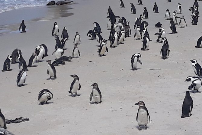 Table Mountain, Penguin and Cape of Good Hope - Experience Highlights