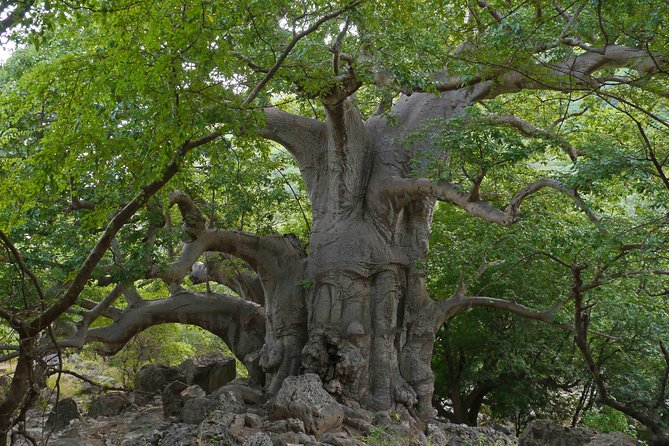 Takamul Travel Mountain Tour - Darbat Valley, Jebel Samhan, Sinkholes, Baobabs - Hinae Valleys Giant Baobabs