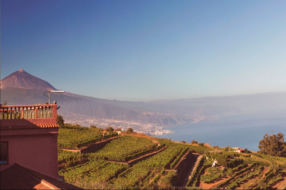 Tenerife: Full-Day Gastronomy and Wine Tour - Wine Tasting Locations