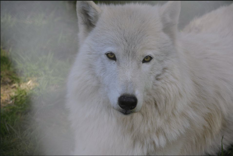 Tidewater: White Wolf Sanctuary Tour and Presentation - Tour Details