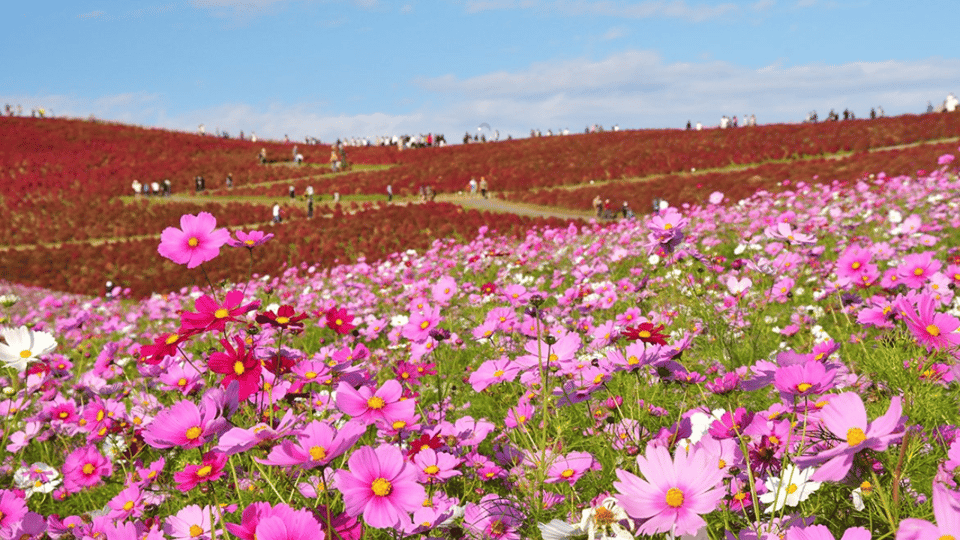 Tokyo:Hitachi Seaside Park and Aquaworld Oarai Aquarium Tour - Tour Duration and Group Size