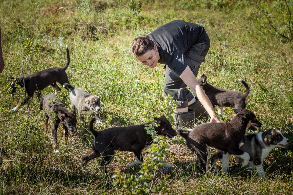 Tromsø: Puppy Training at the Husky Kennel With Lunch - Cuddling With the Puppies