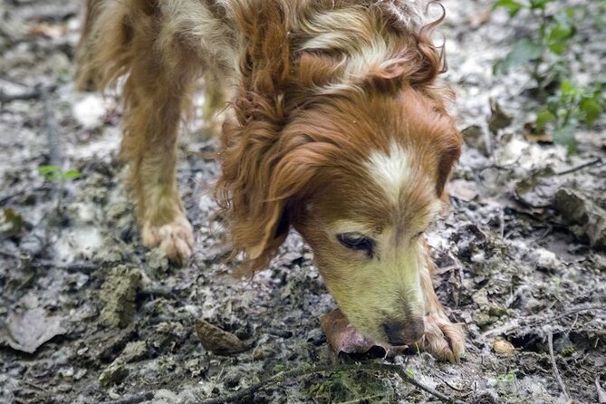 Truffle Hunt and Barolo Wine Tasting - Cancellation Policy