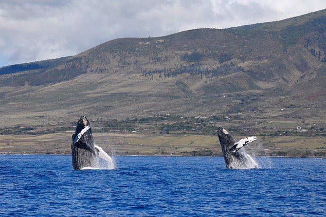 Ultimate 2 Hour Small Group Whale Watch Tour - Meeting and Logistics