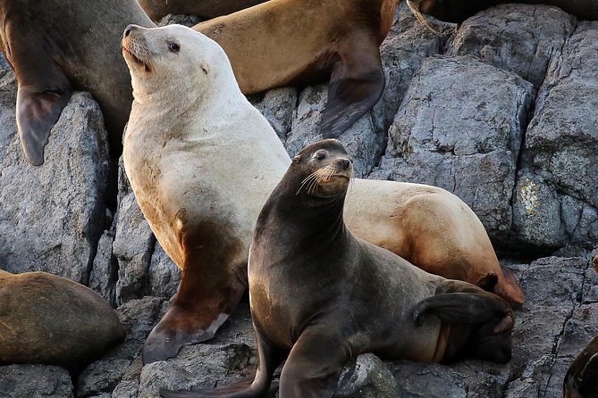 Victoria Whale and Wildlife Cruise - Cancellation Policy