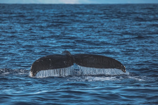 Whale Watching Cruise With Open Bar From Kaanapali Beach - Additional Information and Accessibility