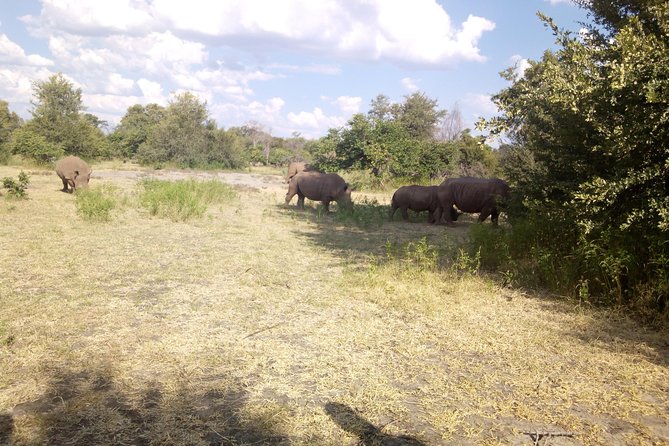 White Rhino Walk in the Mosi Oa Tunya - Nature and Animal Lovers