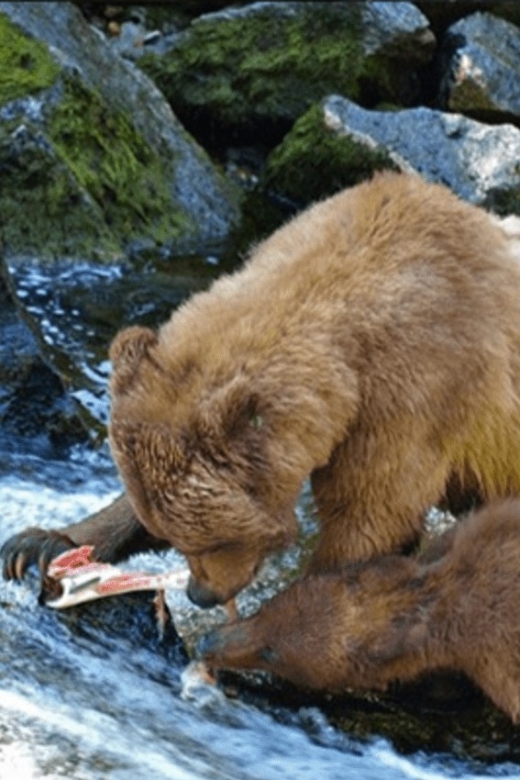 Wrangell: Anan Bear and Wildlife Viewing Adventure - Opportunity to See Wild Bears