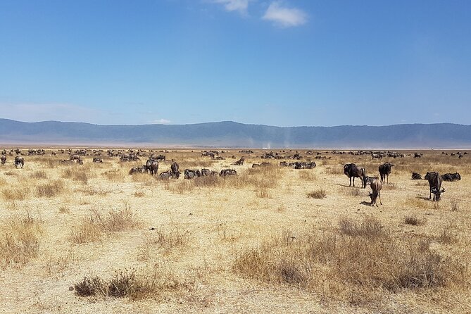 3 Day Safari From Arusha: Serengeti and Ngorongoro - Reviews and Ratings