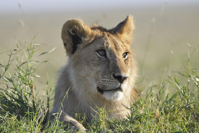 4-Day Simba Safari - Mid Range Tour - Additional Information