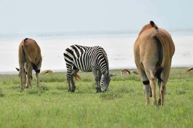 6 Days Tanzania National Parks Safari With Accommodation - Ratings and Reviews