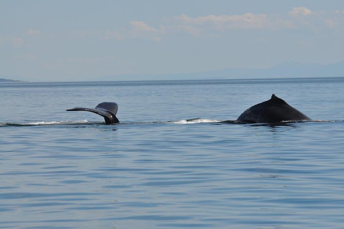 7-8 Hour Zodiac Whale Watching Tour - Preparing for the Adventure