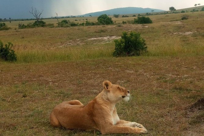 7 Days Maasai Mara - Lake Nakuru - Lake Naivasha- Amboseli Safari. - Reviews and Accessibility