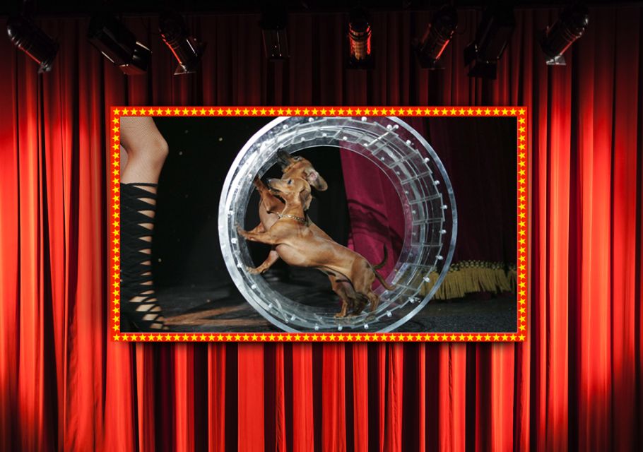 75-Minute Popovich Comedy Pet Theater in Las Vegas - Accessibility and Meeting Details