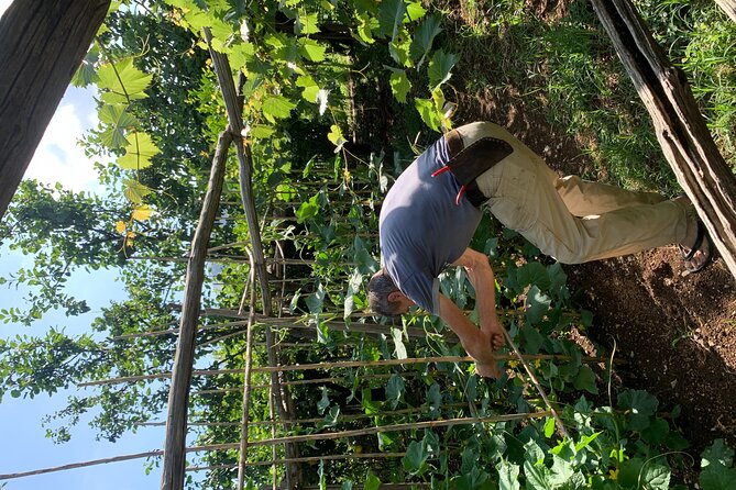 Amalfi Coast - Maiori: Path of Lemons, Tour With Tasting - Pricing