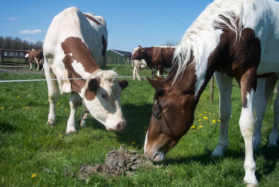 Amsterdam: Full-Day Countryside Tour - Important Information