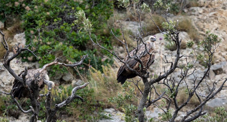 Beli - Griffon Vultures Bird Watching Boat Trip - Frequently Asked Questions