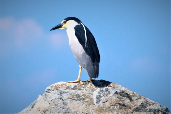 Birding By Boat on the Osprey - Booking and Pricing Details