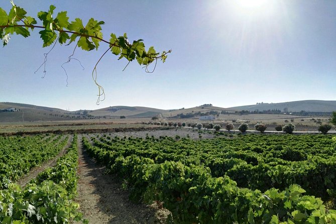 Cadiz and Jerez Day Trip From Seville - Visiting the Sherry-Producing Region of Jerez