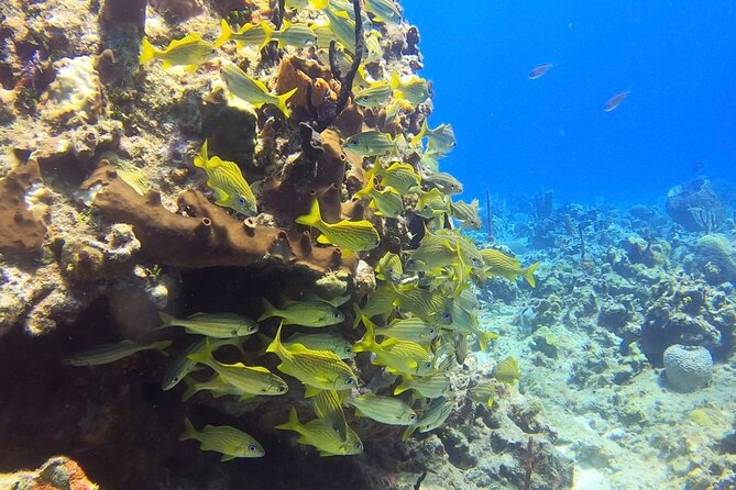 Catalina Island Diving Tour - Health and Safety