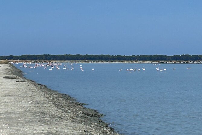 Day Tour of Apollonia Park, Vlore and Narta From Tirana&Durres - Guide and Commentary