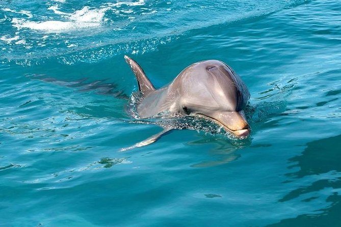 Dolphin Encounters, Ile Aux Benitier & Crystal Rock: Full-Day (Lunch & Transfer) - Unlimited Alcoholic and Non-Alcoholic Beverages