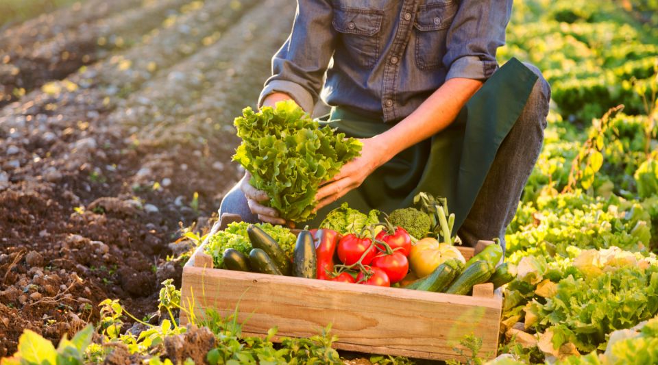 Enjoy Lunch With Pure Products From the Corfu Farm - Local Culinary Delights