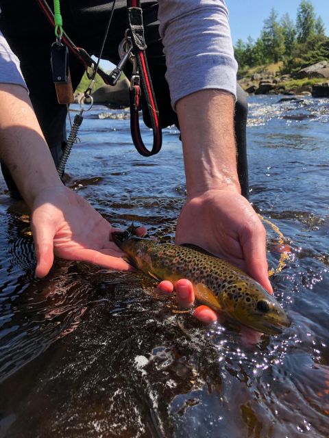 Freestone Guiding: Guided Flyfishing for Wild Brown Trout - Restrictions and Recommendations