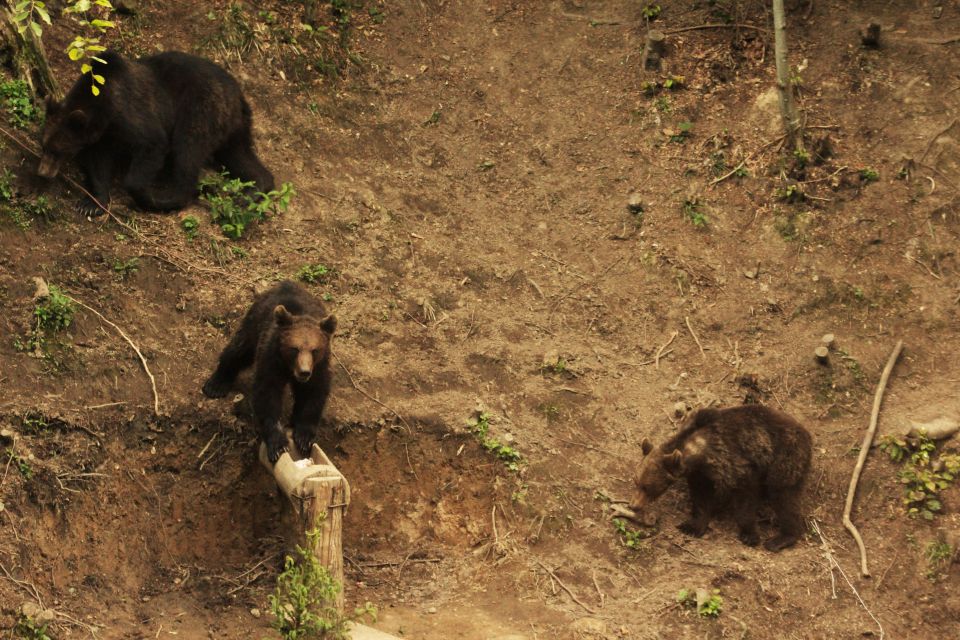 From Brasov: Small-Group Brown Bear Watching Tour - Customer Feedback