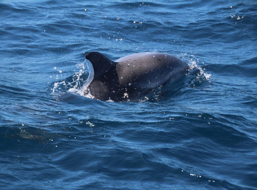 From Costa Del Sol: Gibraltar Dolphin Watching by Boat - Dolphin Watching Experience