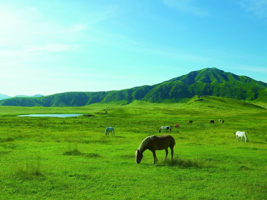 From Fukuoka: Private Customized Nature Tour of Kumamoto - Inclusions and Exclusions