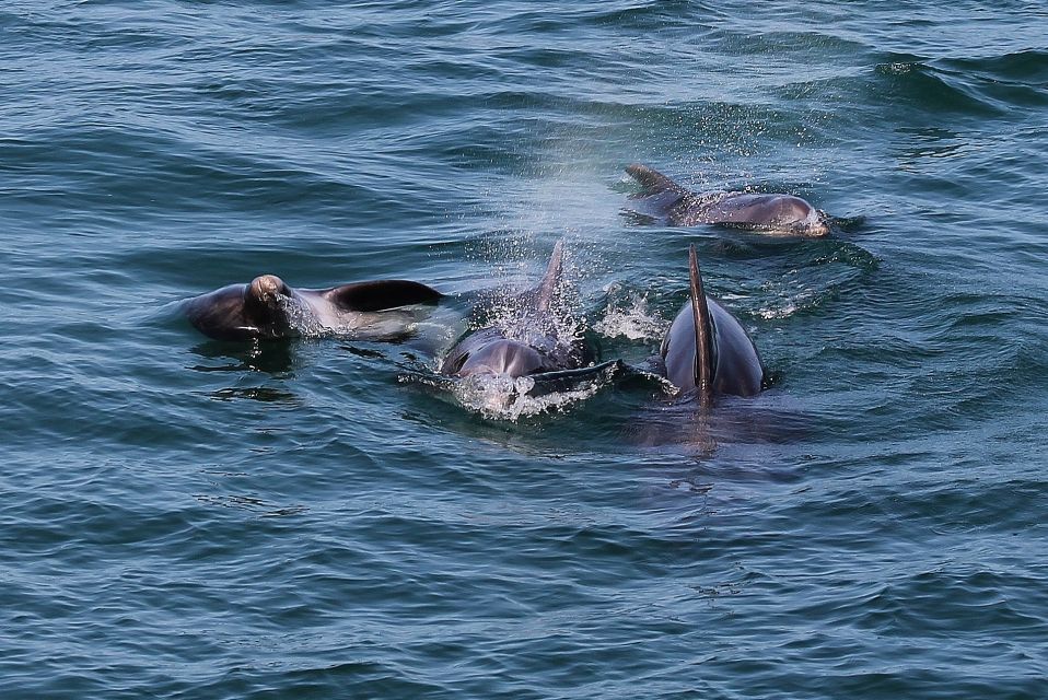 Full-Day Dolphin Watching Tour From Lisbon - Dolphin Watching Experience