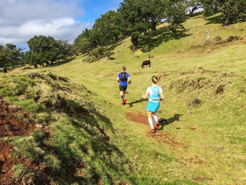 Funchal: Fanal Ancient Forest Running Tour - Preparation and Requirements