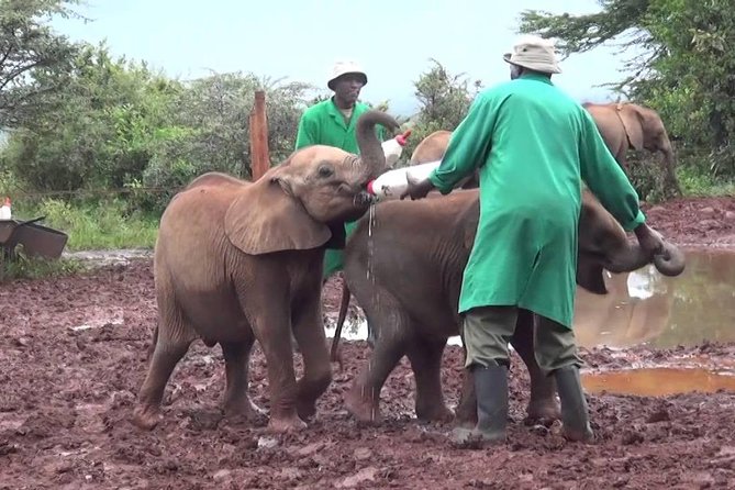 Giraffe Center, Elephant Orphanage and Beads Center - Inclusions and Additional Costs