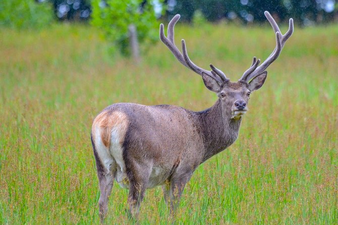 Glenaladale Cruise - Great for Wizard Spotting! - Cancellation Policy