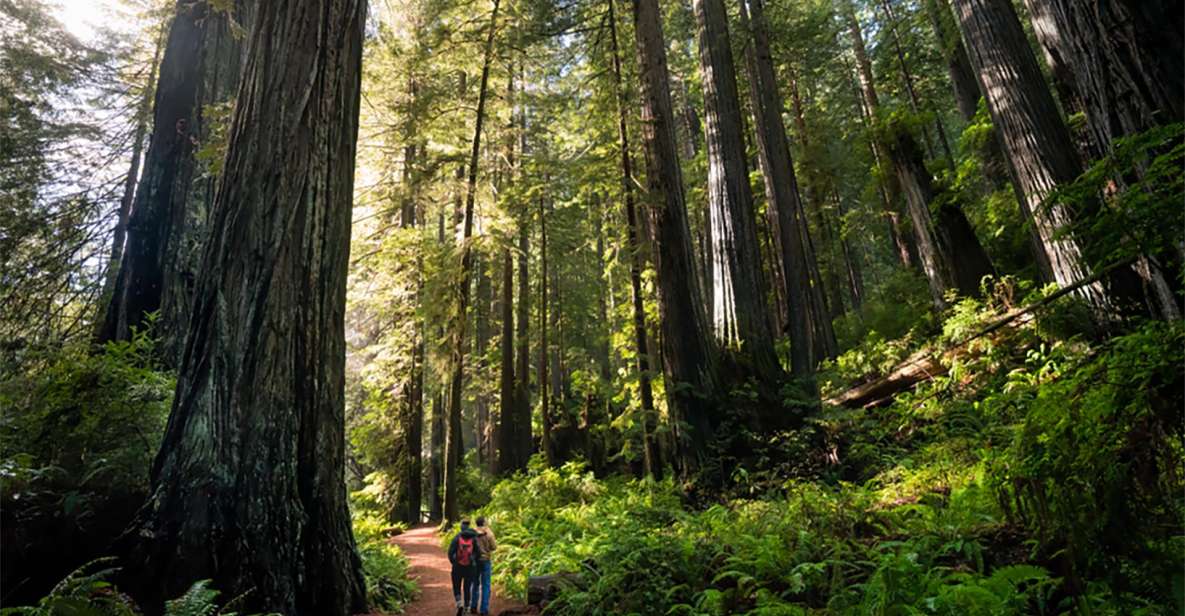 Guided Electric Bike Tour to Muir Woods - Customer Feedback