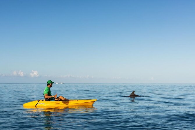 Guided Kayak 2-Hour Activity With Dolphins - Preparing for the Kayak Tour