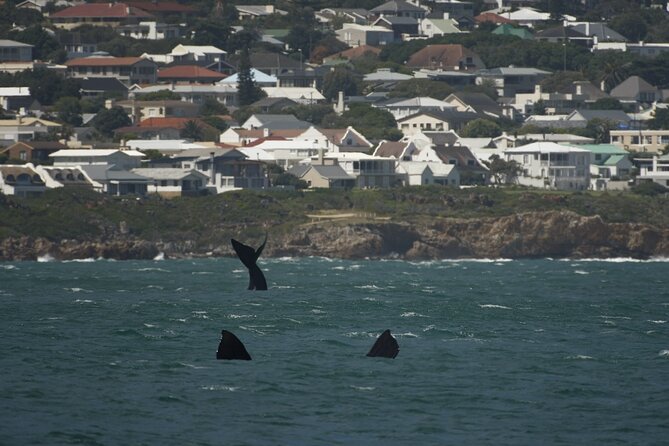 Hermanus Land Based Whale Walking Tour With Dave De Beer - Booking Information