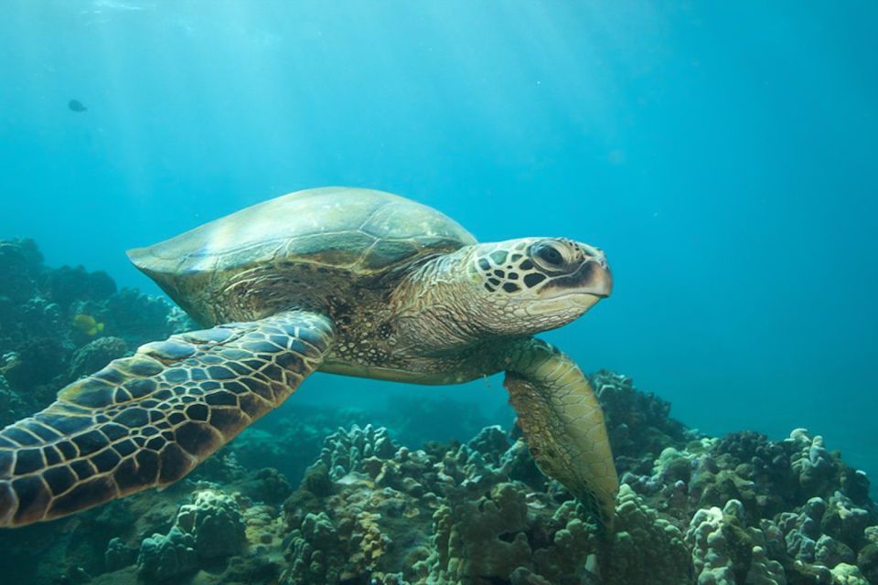 Hilo: Sea Turtle Lagoon and Black Sand Beach Snorkel - Meeting Point and Directions