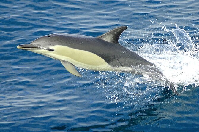 Hurghada Boat Trip to See Dolphins With Snorkeling and Lunch - Group Size and Tour Operator