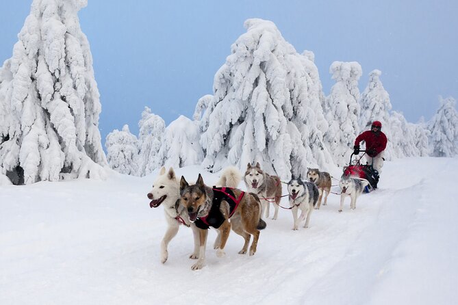 Husky Sledding Tour - Booking Confirmation