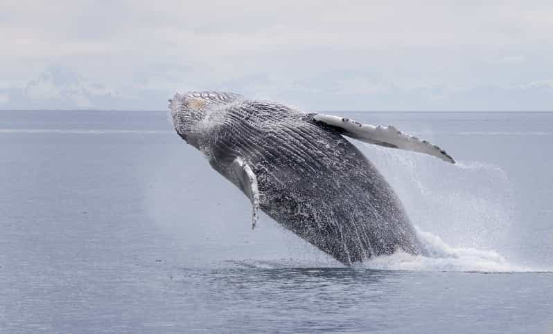 Juneau: Whale Watching and Wildlife Cruise With Local Guide - Whale Watching Experience