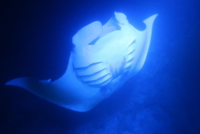 Keauhou Manta Ray Night Snorkel - Booking Information