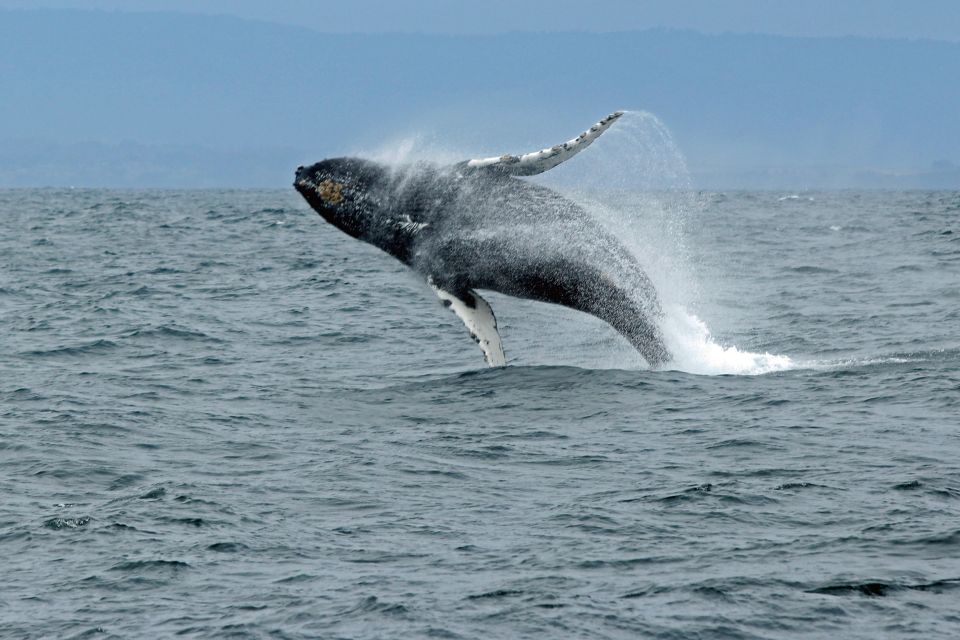 Ketchikan: Marine Wildlife and Whale Watching Boat Tour - Onboard Amenities and Accommodations