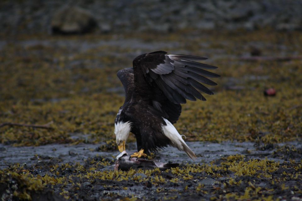 Ketchikan: Totem Pole, Wildlife & City Trolley Tour - Important Information