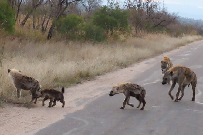 Kruger National Park - Private Sunrise Half Day Safari Trip. - Additional Information