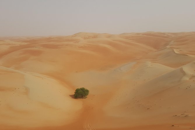 Liwa Oasis Desert Drive From Abu Dhabi - Enjoying a Picnic Lunch in Liwa