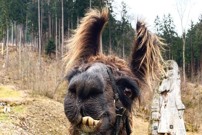 Llama Hike Through the Wonderful Liechtenstein Mountains - Preparing for the Adventure