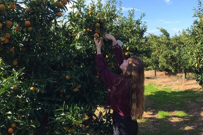 Mandarina Farming Tour With Food and Drink Tasting in Albania - Additional Tour Information